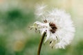 Dandelion flower head releasing its seeds close up macro photo with bokeh background out of focus Royalty Free Stock Photo