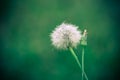 Dandelion flower head releasing its seeds close up macro photo with bokeh background out of focus due to shallow depth of field Royalty Free Stock Photo