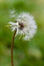 Dandelion flower head releasing seeds close up macro photo with bokeh background out of focus Royalty Free Stock Photo