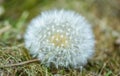 Dandelion Flower Head