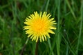 Dandelion Flower-head - Taraxacum agg, Norfolk, England, UK