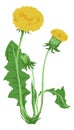 Dandelion flower. Herb plant in retro botanical style