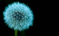 Dandelion flower isolated on black background Royalty Free Stock Photo