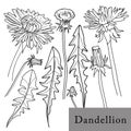 Dandelion flower. Isolated outlined vector set on white.