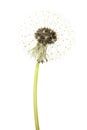 Dandelion Flower Isolated on White Background. Blowball Royalty Free Stock Photo