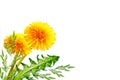 dandelion flower isolated on white background Royalty Free Stock Photo