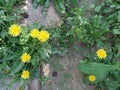 Dandelion - flowering