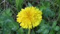 Dandelion flower on the lawn after rain