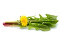 Dandelion flower with leaves in a bundle. Royalty Free Stock Photo