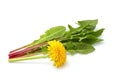 Dandelion flower with leaves in a bundle isolated. Royalty Free Stock Photo