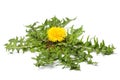 Dandelion flower with leaves isolated close-up. Royalty Free Stock Photo