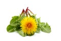 Dandelion flower with leaves isolated. Royalty Free Stock Photo