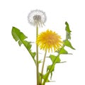 Dandelion flower with leaves isolated on white background. Royalty Free Stock Photo