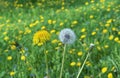 Dandelion flower. The life cycle of a dandelion. Stages of development of a dandelion Royalty Free Stock Photo