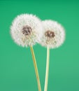 Dandelion flower on light green color background, many closeup object