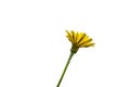 Dandelion flower on long green stem Royalty Free Stock Photo