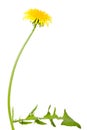 Dandelion flower with long stem