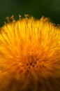 Dandelion flower macro Royalty Free Stock Photo