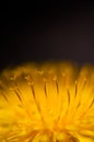 Dandelion flower macro Royalty Free Stock Photo