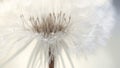 Dandelion flower macro close up. Soft focus.