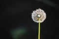 Dandelion flower macro cross-section