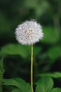 dandelion flower macro Royalty Free Stock Photo