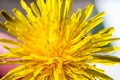 dandelion flower, natural light