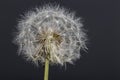 Dandelion flower macro photography with dark background Royalty Free Stock Photo