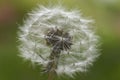 Dandelion, Flower, Royalty Free Stock Photo