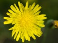 Dandelion flower