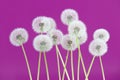 Dandelion flower on magenta color background, group objects on blank space backdrop, nature and spring season concept. Royalty Free Stock Photo