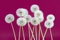 Dandelion flower on magenta color background, group objects on blank space backdrop, nature and spring season concept. Royalty Free Stock Photo