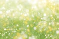 Dandelion flower meadow with dew drops in the morning Royalty Free Stock Photo