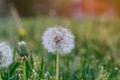 Dandelion flower in meadow seeds head in field fluffy blow ball Royalty Free Stock Photo