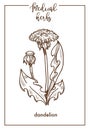 Dandelion medical herb sketch botanical vector icon for medicinal herbal phytotherapy design