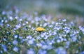 Dandelion flower in the middle of a blue flowerbed