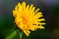 Dandelion. Royalty Free Stock Photo