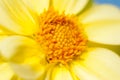 Dandelion flower open time lapse, extreme closeup over black background. Macro one yellow dandelion flower opening timelapse. Royalty Free Stock Photo