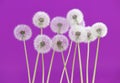 Dandelion flower on pink color background, object on blank space backdrop, nature and spring season concept. Royalty Free Stock Photo