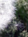 Dandelion Flower Plant Fluffy Summer Background Seed Soft Detail Nature Meadow Abstract Royalty Free Stock Photo