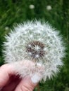 Dandelion Flower Plant Fluffy Summer Background Seed Soft Detail Nature Meadow Abstract Royalty Free Stock Photo