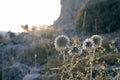 Dandelion flower plant at sunset in a forest Royalty Free Stock Photo