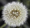 Dandelion flower pollen Royalty Free Stock Photo