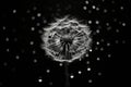 Dandelion flower poster beauty drops white black nature blowball art macro monochrome plant Royalty Free Stock Photo