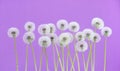 Dandelion flower on purple color background, group objects on blank space backdrop, nature and spring season concept. Royalty Free Stock Photo