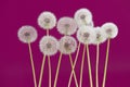 Dandelion flower on purple color background, object on blank space backdrop, nature and spring season concept. Royalty Free Stock Photo