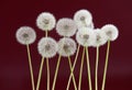 Dandelion flower on red brown color background, object on blank space backdrop, nature and spring season concept. Royalty Free Stock Photo