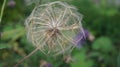 Dandelions puff ball on the blurred background. Royalty Free Stock Photo