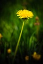 Dandelion flower