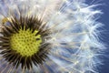 Dandelion flower seed closeup with blurred background Royalty Free Stock Photo